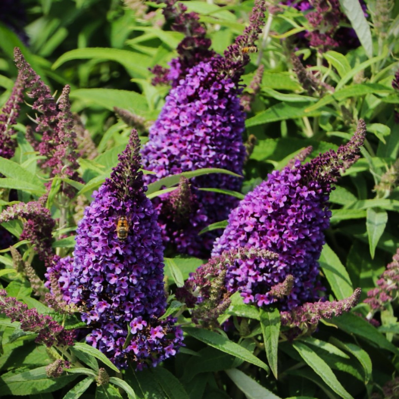 Buddleja Butterfly Candy Little Purple - Sommerfuglebusk