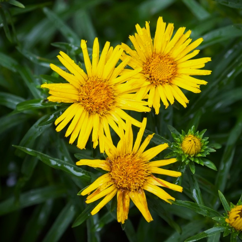 Buphthalmum salicifolium - Pilebladet tusindstr�le