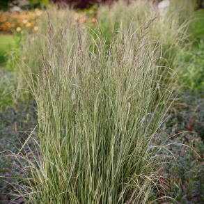 Calamagrostis acutiflora Overdam -  Sandrrhvene