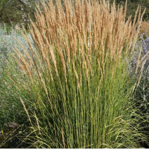 Calamagrostis acutiflora Avalanche - Sandr�rhvene