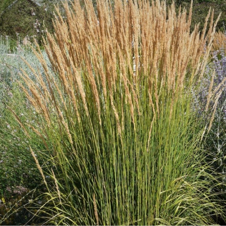Calamagrostis acutiflora Avalanche - Sandr�rhvene
