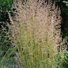 Calamagrostis acutiflora Eldorado - Sandr�rhvene