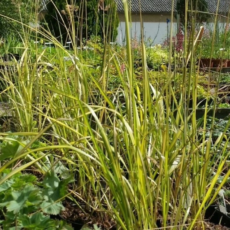 Calamagrostis acutiflora  England - Sandrrhvene