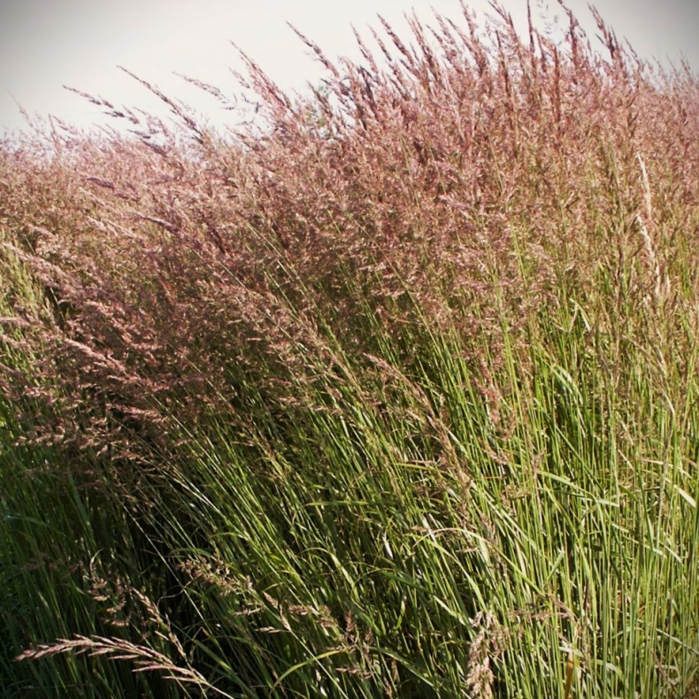 Calamagrostis acutiflora Karl Foerster - Havesandrr - Rrhvene