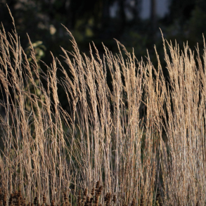 Calamagrostis acutiflora Waldenbuch - R�rhvene