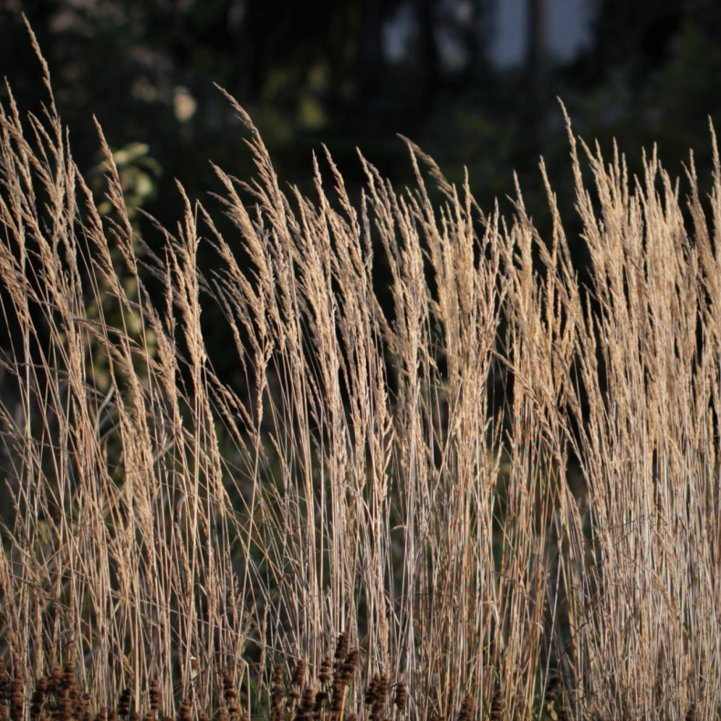 Calamagrostis acutiflora Waldenbuch - R�rhvene