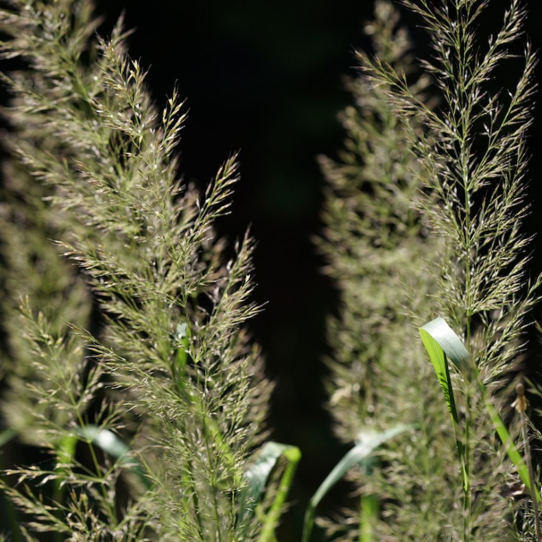 Calamagrostis brachytricha Mona - Sandrrhvene