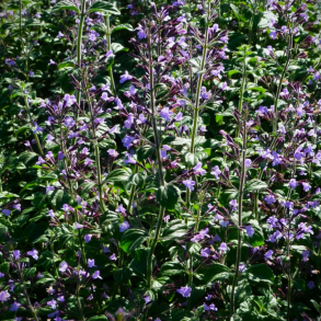 Calamintha nepeta Blue Cloud - Voldtimian/Bjergmynte
