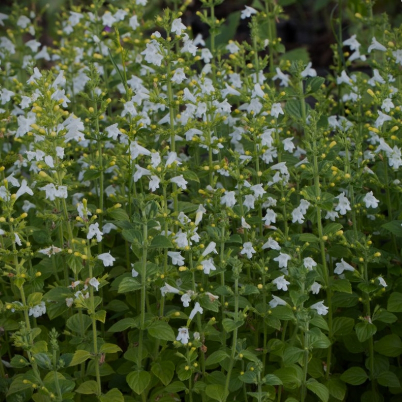 Calamintha nepeta Marvelette White - Hedemynte