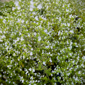 Calamintha nepeta White Cloud - Bjergmynte