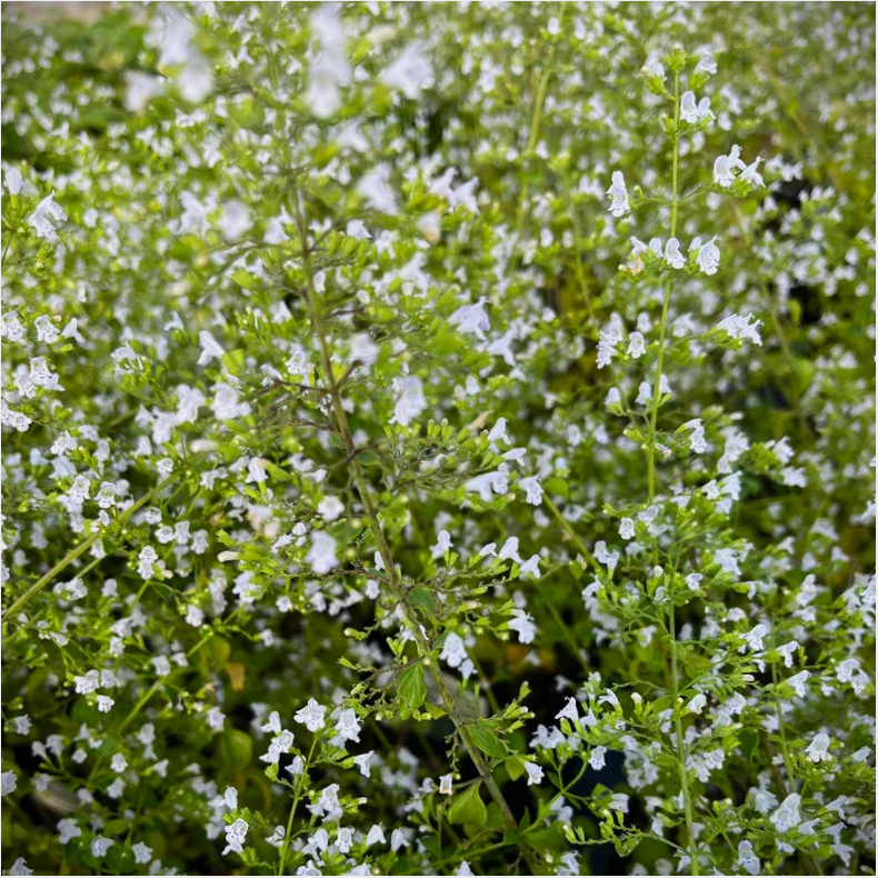 Calamintha nepeta White Cloud - Bjergmynte