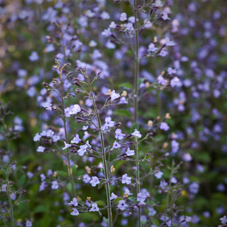 Calamintha nepeta ssp. nepeta - Hedebjergmynte
