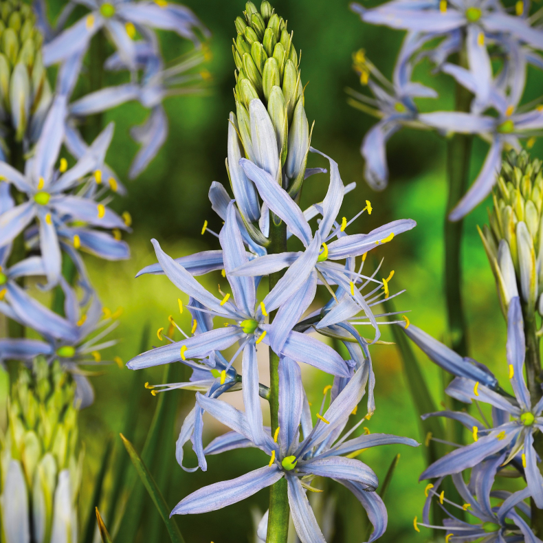 Camassia cusickii - Pr�rielilje 1L