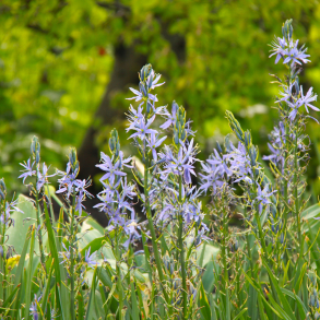 Camassia cusickii - Pr�rielilje 3 l�g str. 14/+ ikke i potte