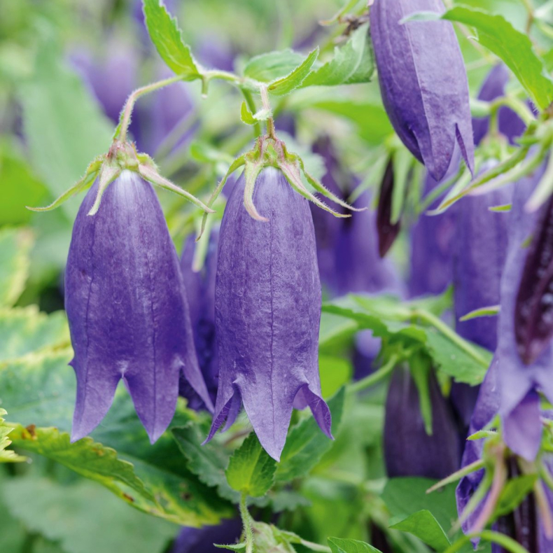Campanula Purple Sensation - Klokkeblomst