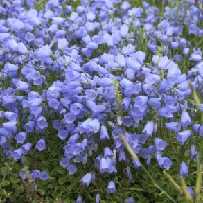Campanula cochleariifolia Blue Baby - Klokkeblomst 