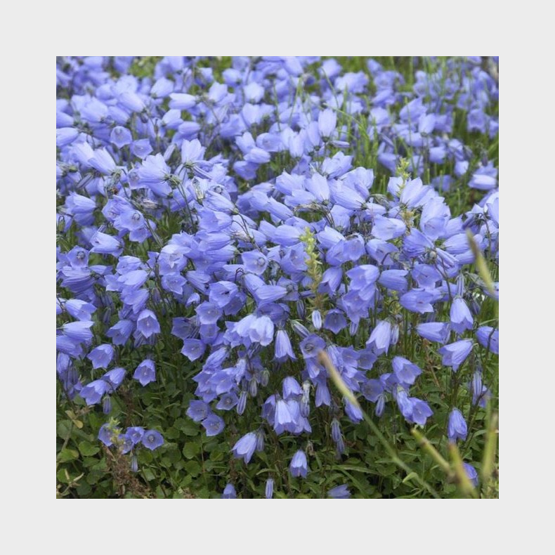 Campanula cochleariifolia Blue Baby - Klokkeblomst 