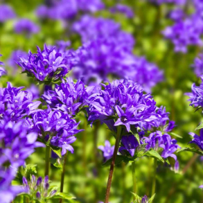 Campanula glomerata Speciosa - Ngleklokke 