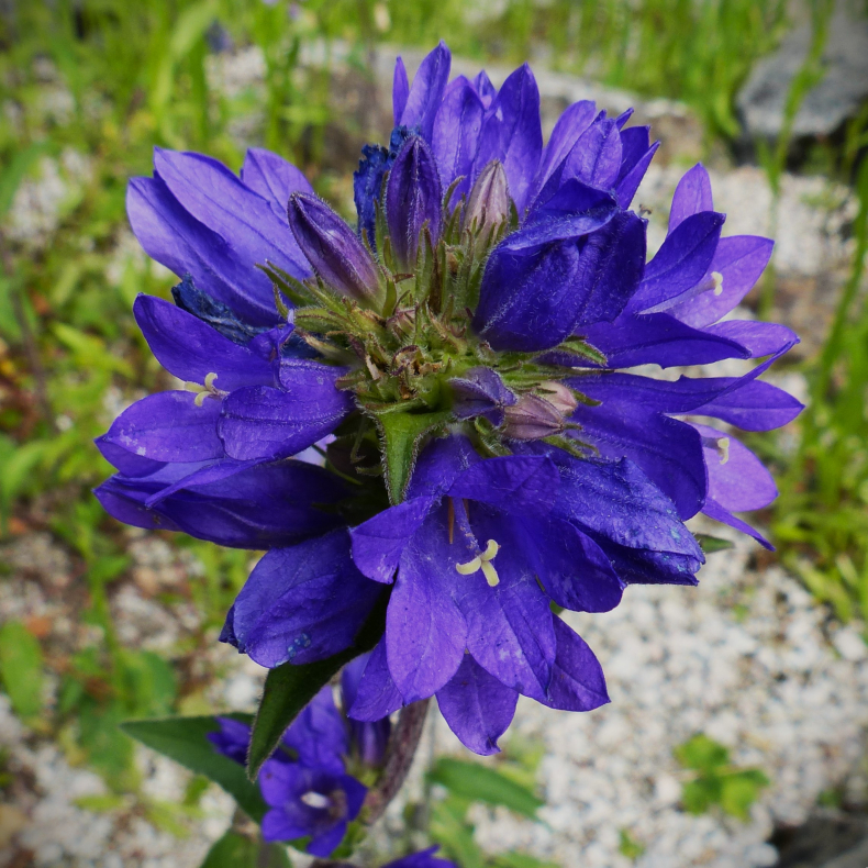 Campanula glomerata var. dahurica - N�gleklokke