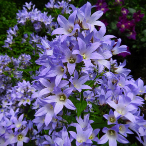 Campanula lactiflora Prichards Variety - M�lkeklokke
