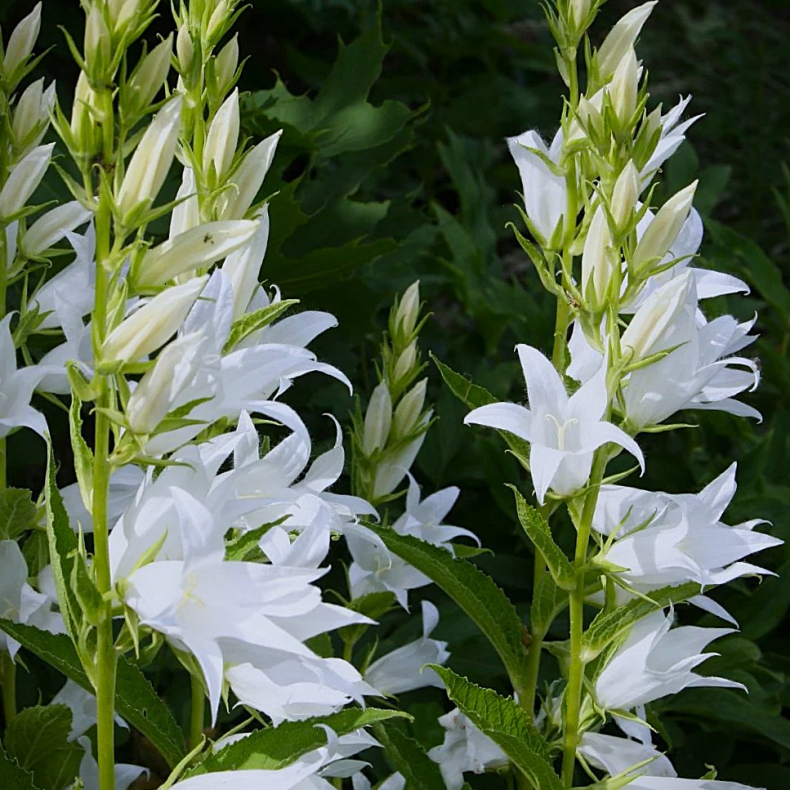 Campanula latifolia var. macrantha  Alba - Bredbladet klokke