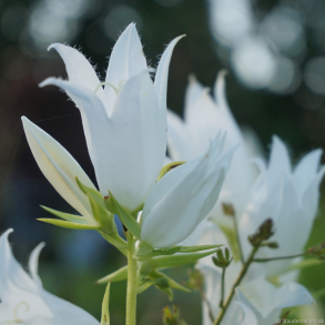 Campanula latifolia var. macrantha  Alba - Bredbladet klokke