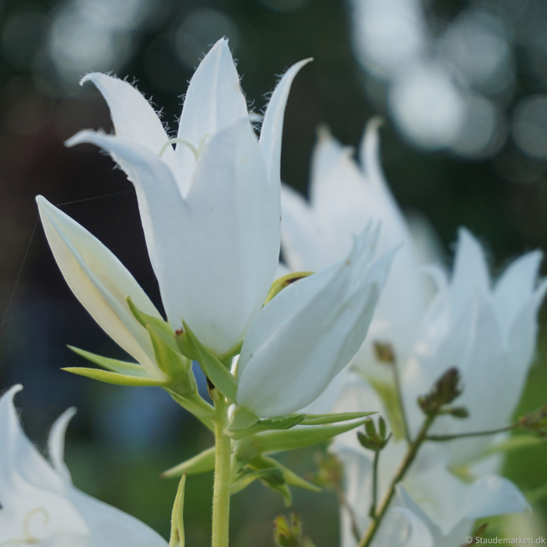 Campanula latifolia var. macrantha  Alba - Bredbladet klokke