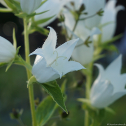 Campanula latifolia var. macrantha  Alba - Bredbladet klokke
