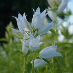 Campanula latifolia var. macrantha  Alba - Bredbladet klokke