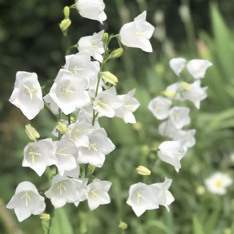Campanula persicifolia Alba - Smalbladet Klokkeblomst