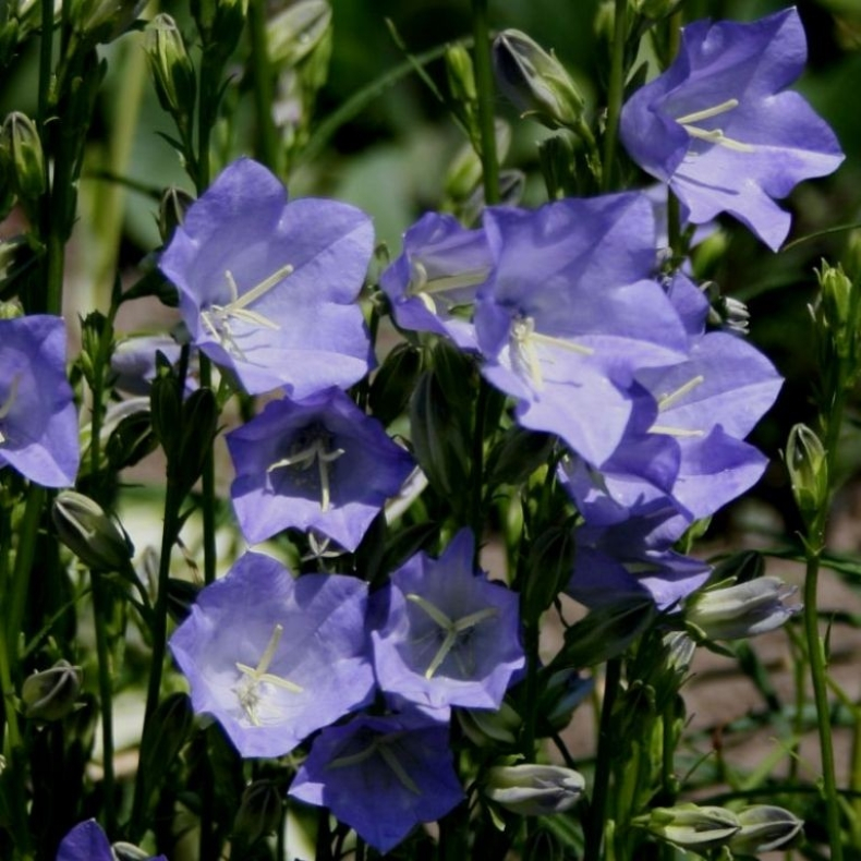 Campanula persicifolia Coerulea  - Smalbladet klokke