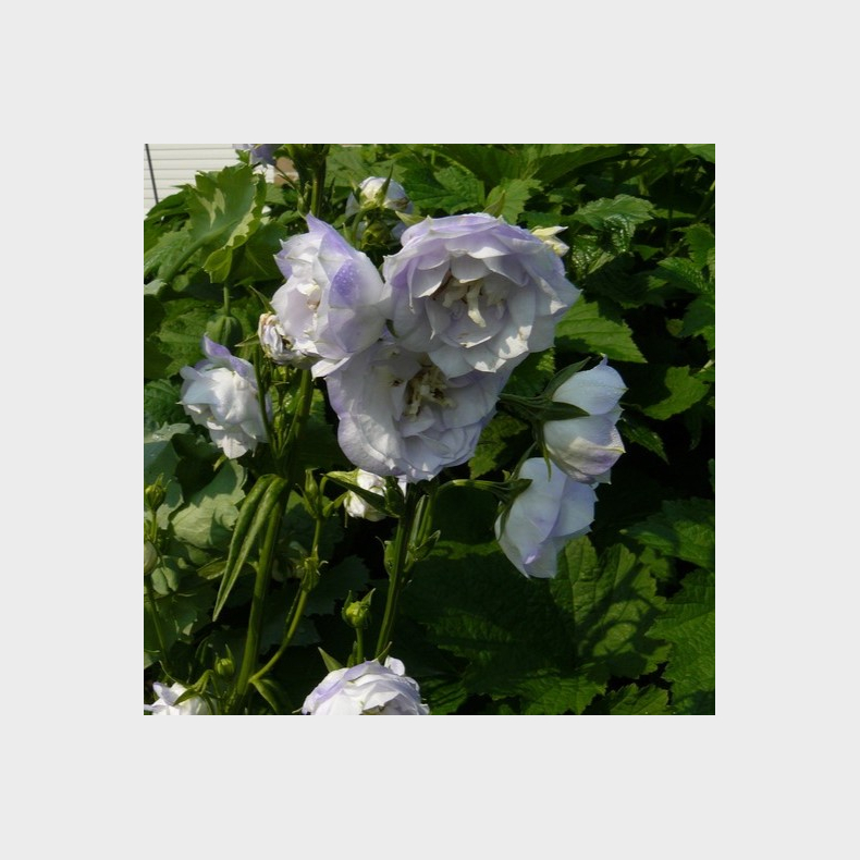 Campanula persicifolia La Bello - Smalbladet Klokkeblomst 1L