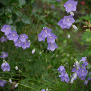 Campanula persicifolia Wild Form - Smalbladet Klokkeblomst