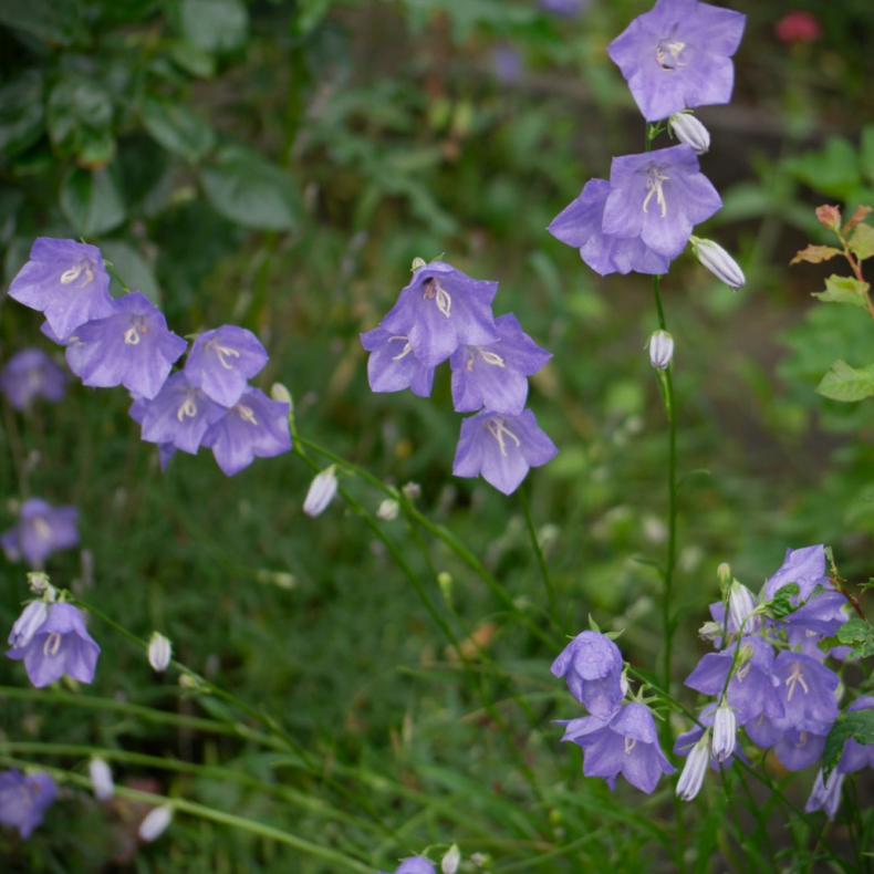 Campanula persicifolia Wild Form - Smalbladet Klokkeblomst