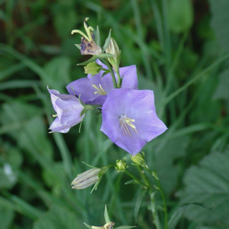 Campanula persicifolia - Smalbladet Klokkeblomst
