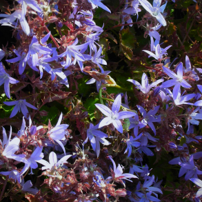 Campanula port. Blauranke - Stjerneklokke