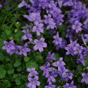 Campanula portenschlagiana - Krybeklokke 