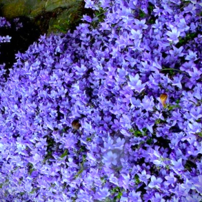 Campanula poscharskyana - Stjerneklokke