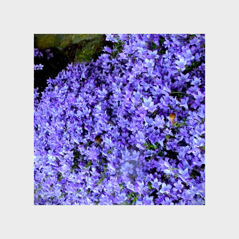 Campanula poscharskyana - Stjerneklokke