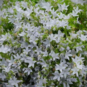Campanula poscharskyana  E.H. Frost - Stjerneklokke