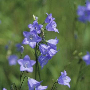 Campanula rotundifolia - Blklokke