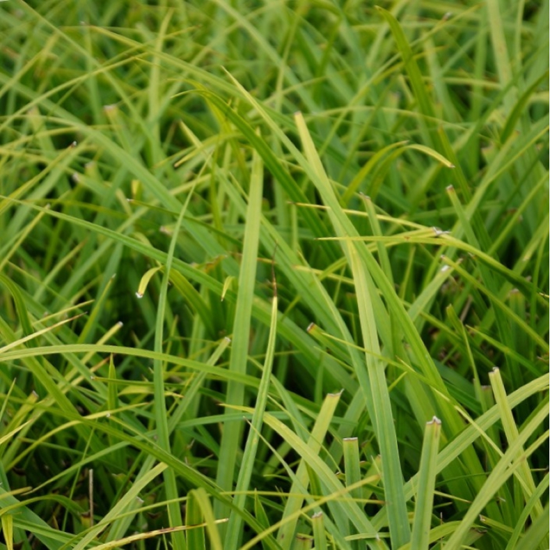 Carex foliosissima Irish Green - Japansk Star