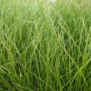 Carex howardii Phoenix Green - Star