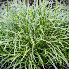 Carex morrowii Ice Dance - Japansk star