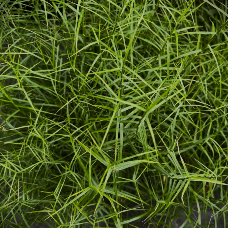 Carex muskingumensis Little Midge - Palmebladsstar