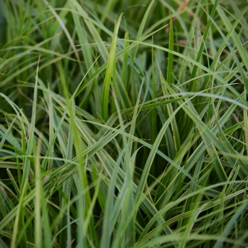 Carex muskingumensis - Palmebladsstar