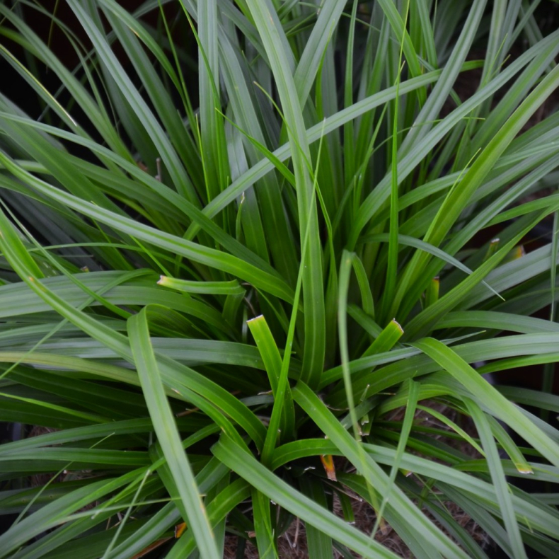 Carex oshimensis Evergreen - Japansk star