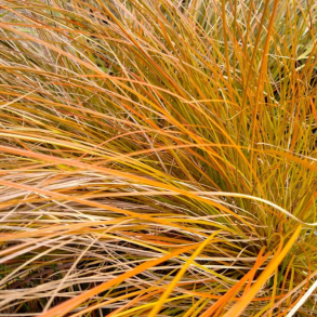 Carex testacea Prairie Fire - Star