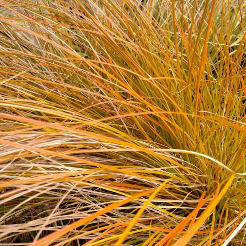 Carex testacea Prairie Fire - Star