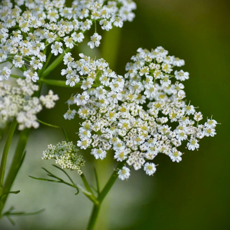 Carum carvi - Kommen 